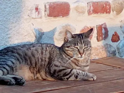 Animal ou animaux domestique(s) séjournant avec des clients dans l'établissement Gîte de charme 4 étoiles - Campagne