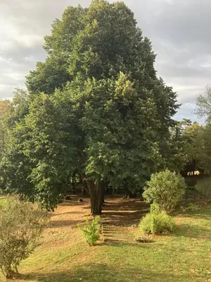 Jardin de l'établissement Castel serein