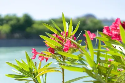 Jardin de l'établissement Chez Tatiana