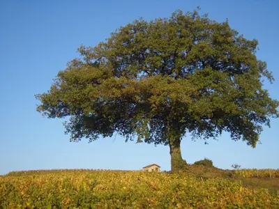 Plan de l'établissement Gîte le Chêne du Py