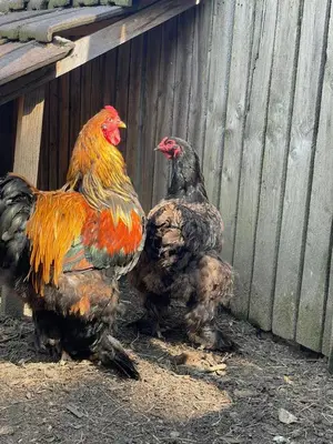 Animaux dans le B&B/chambre d'hôtes ou à proximité