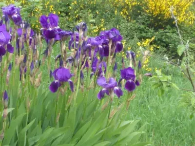 Jardin de l'établissement Gîte Authentique avec Wifi et Cheminée à Véranne - FR-1-496-256