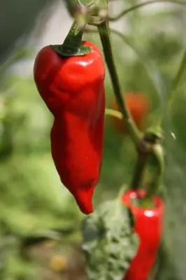 Plan de l'établissement Un Jardin Secret