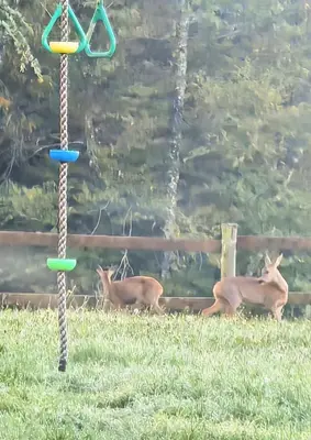 Animaux dans the country house ou à proximité