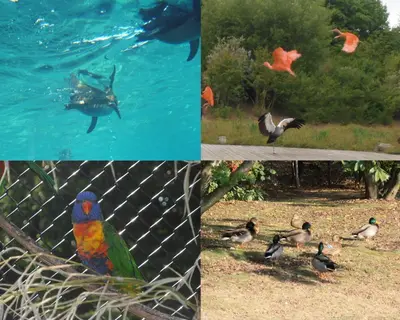 Animaux dans la maison de vacances ou à proximité