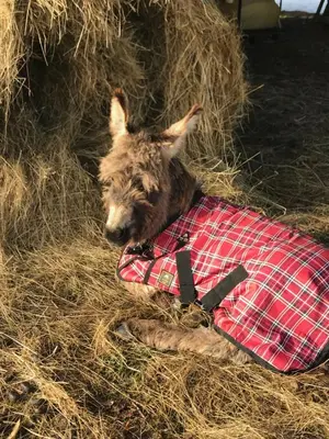 Animal ou animaux domestique(s) séjournant avec des clients dans l'établissement LE CHALET de la goutte