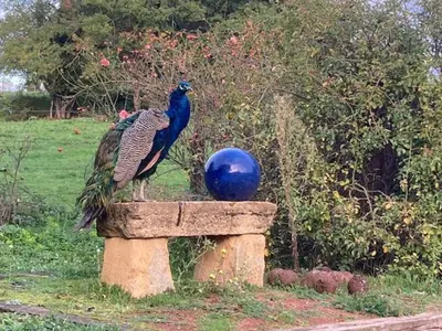 Animaux dans le B&B/chambre d'hôtes ou à proximité