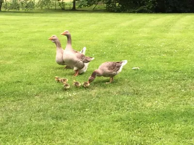 Animaux dans le B&B/chambre d'hôtes ou à proximité