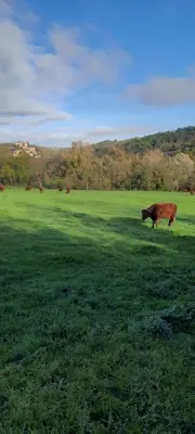 Animaux dans la maison de vacances ou à proximité
