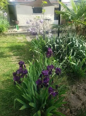 Jardin de l'établissement Studio Buena Vista avec terrasse sur jardin