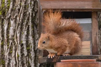 Animaux dans l'appartement ou à proximité