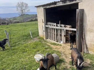 Animaux dans la maison de vacances ou à proximité