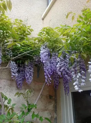 Jardin de l'établissement Chambres d'hôtes - Les Varennes